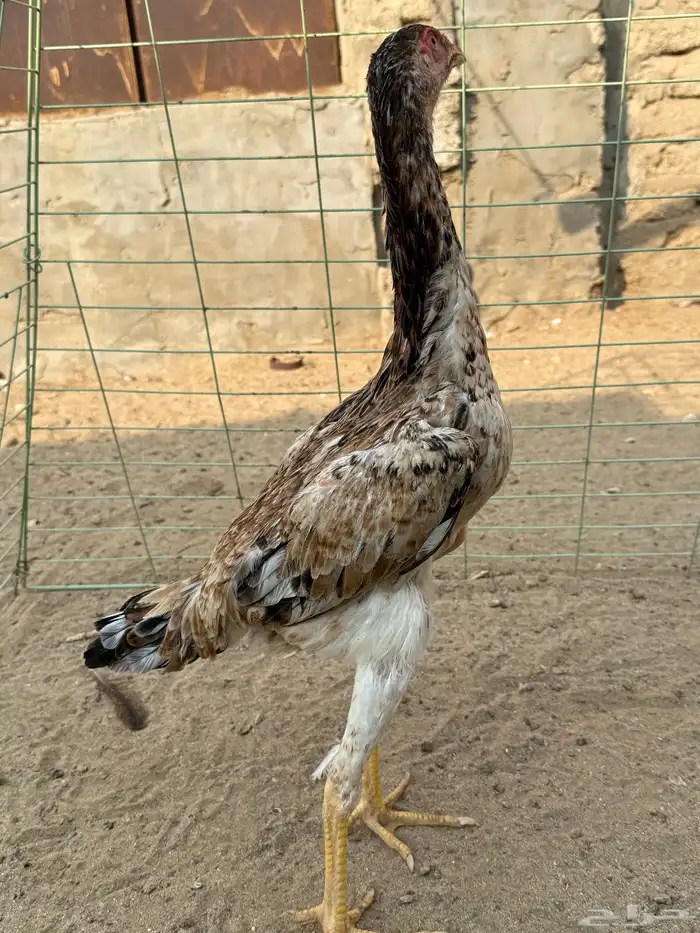 دجاجه شامو يباني 6