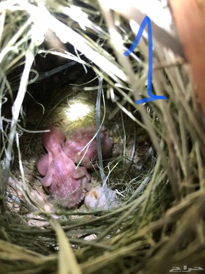 طيور روز للبيع مع فروخهم 0