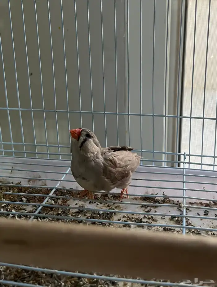 زيبرا ذكراسترالي وانثتين هولندي 3