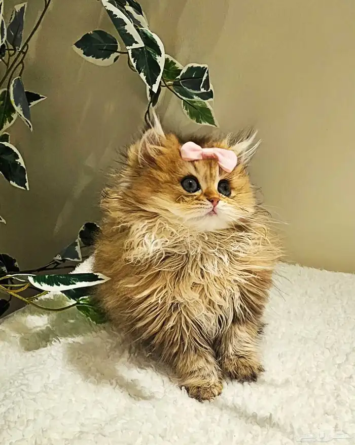 قطط سكوتش كتن وكبير للبيع 1