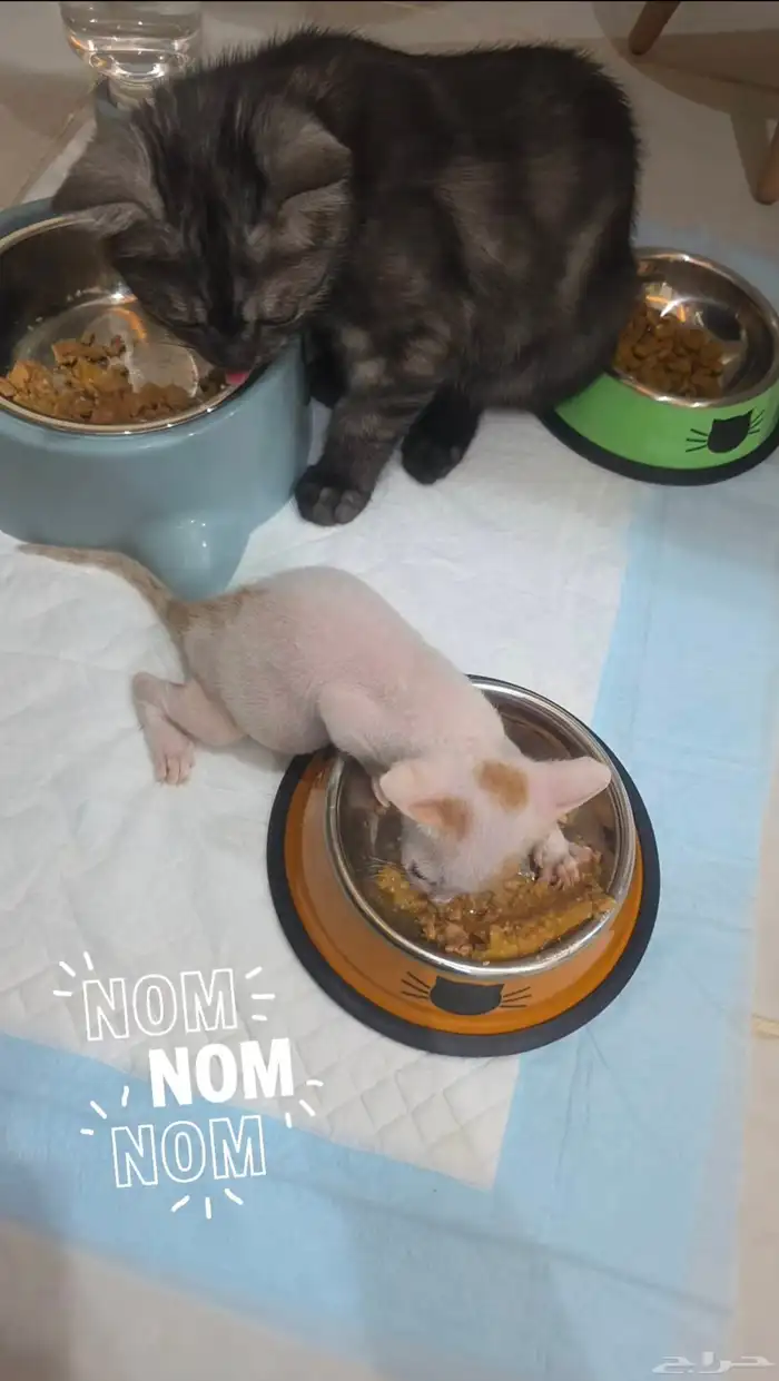 قطط منقذة للتبني 0