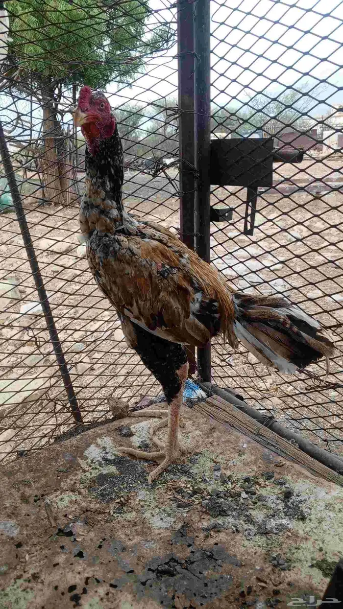 للبيع زوج سندي بيور 3