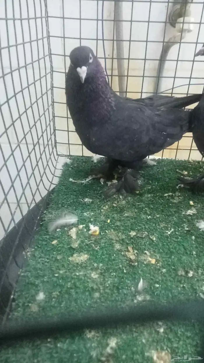 للبيع زوج تركي اسود لمعة 2