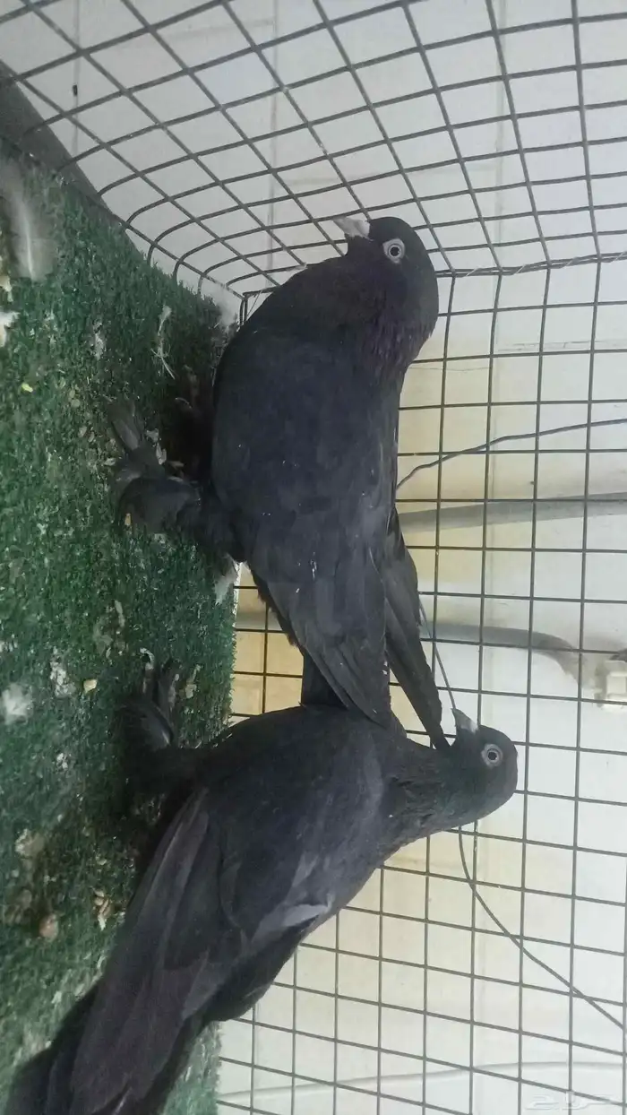 للبيع زوج تركي اسود لمعة 3