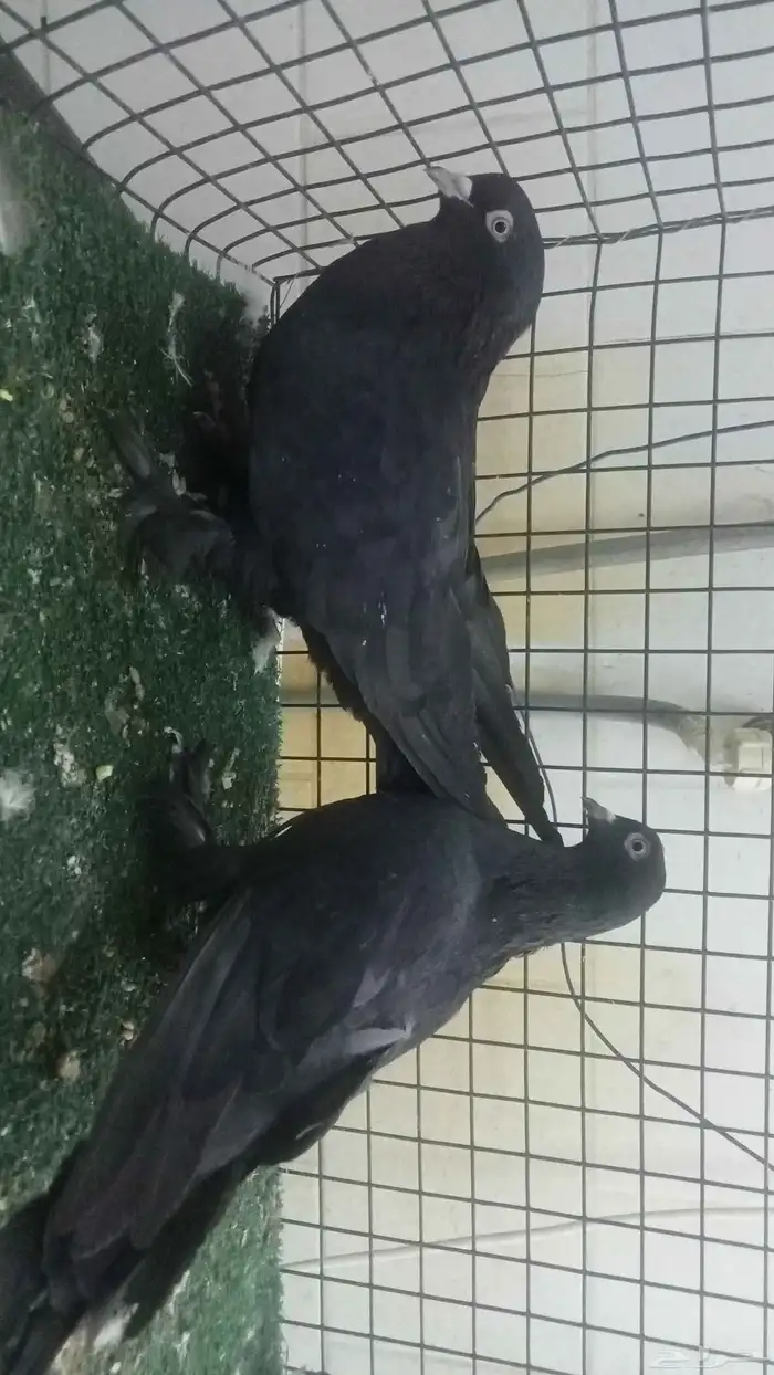 للبيع زوج تركي اسود لمعة 4