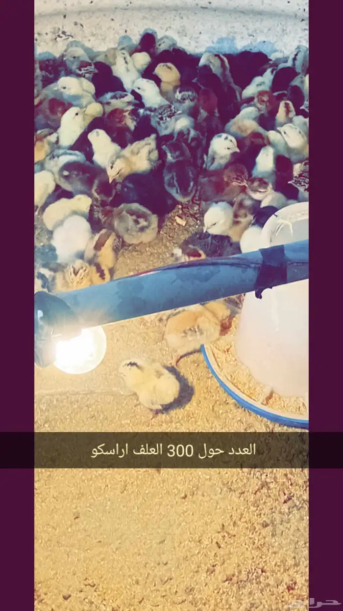 صيصان او كتاكيت بلدي 0