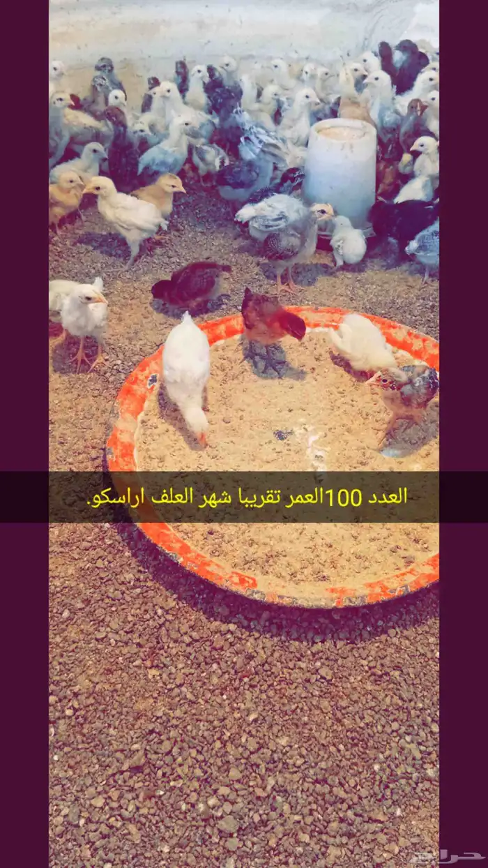 صيصان او كتاكيت بلدي 1