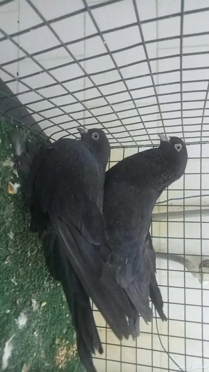 للبيع زوج تركي اسود لمعة 0