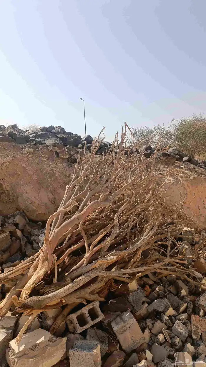 حطب حملة ددسن للبيع مستورد الموقع ام الدوم على السوم 1