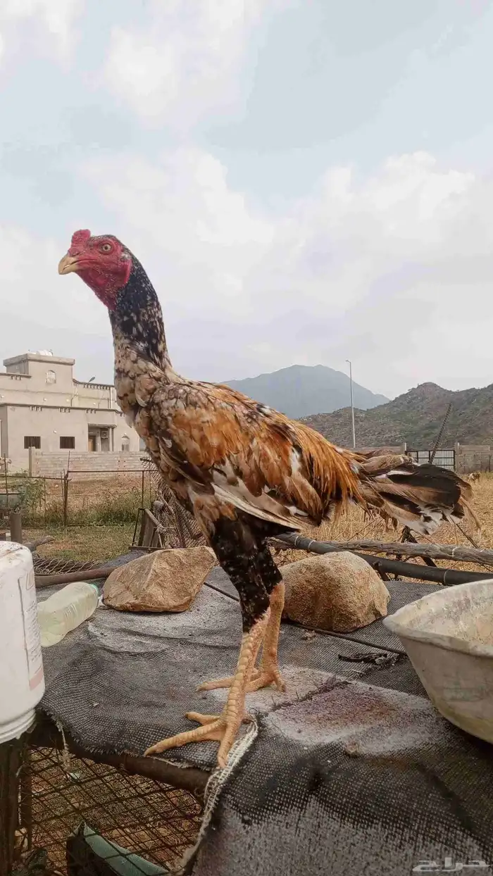 للبيع زوج سندي بيور 0