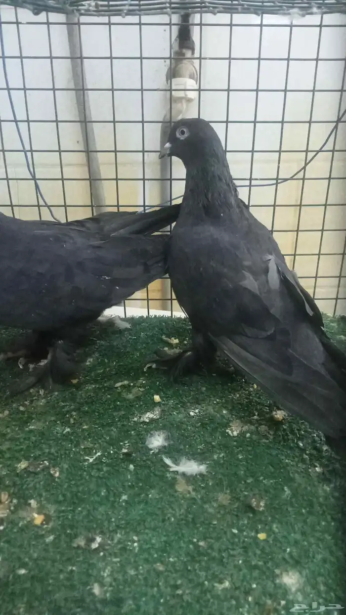 للبيع زوج تركي اسود لمعة 5