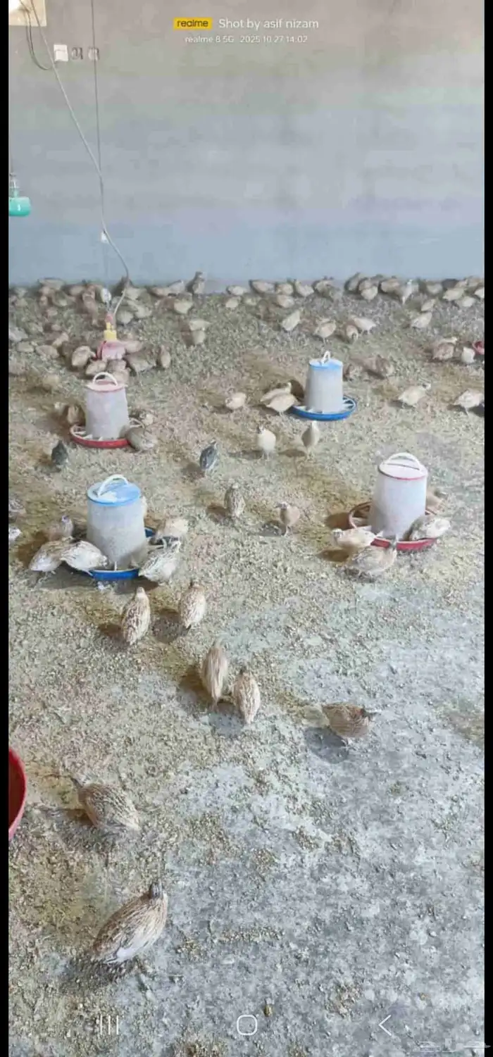 سمان كريمي سوبر جامبو مذبوح 0