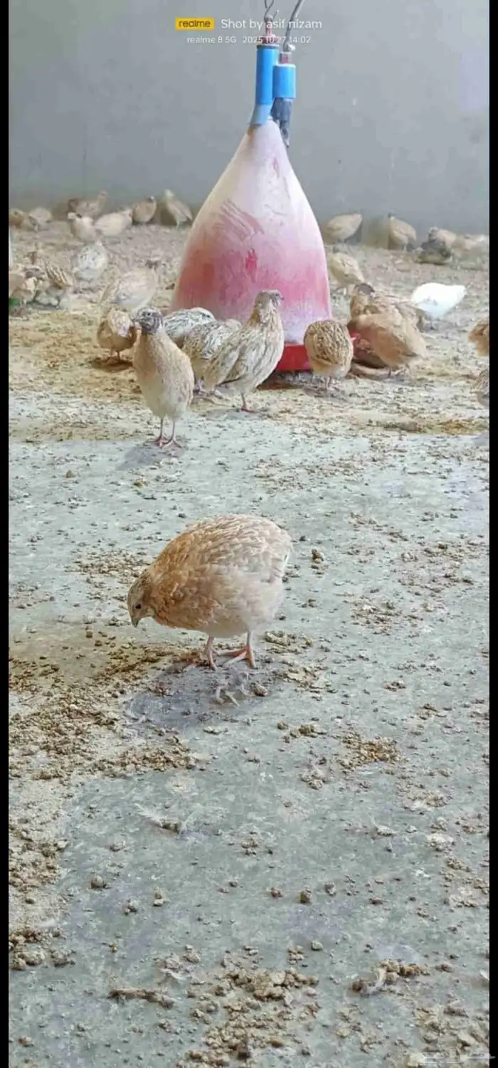 سمان كريمي سوبر جامبو مذبوح 2