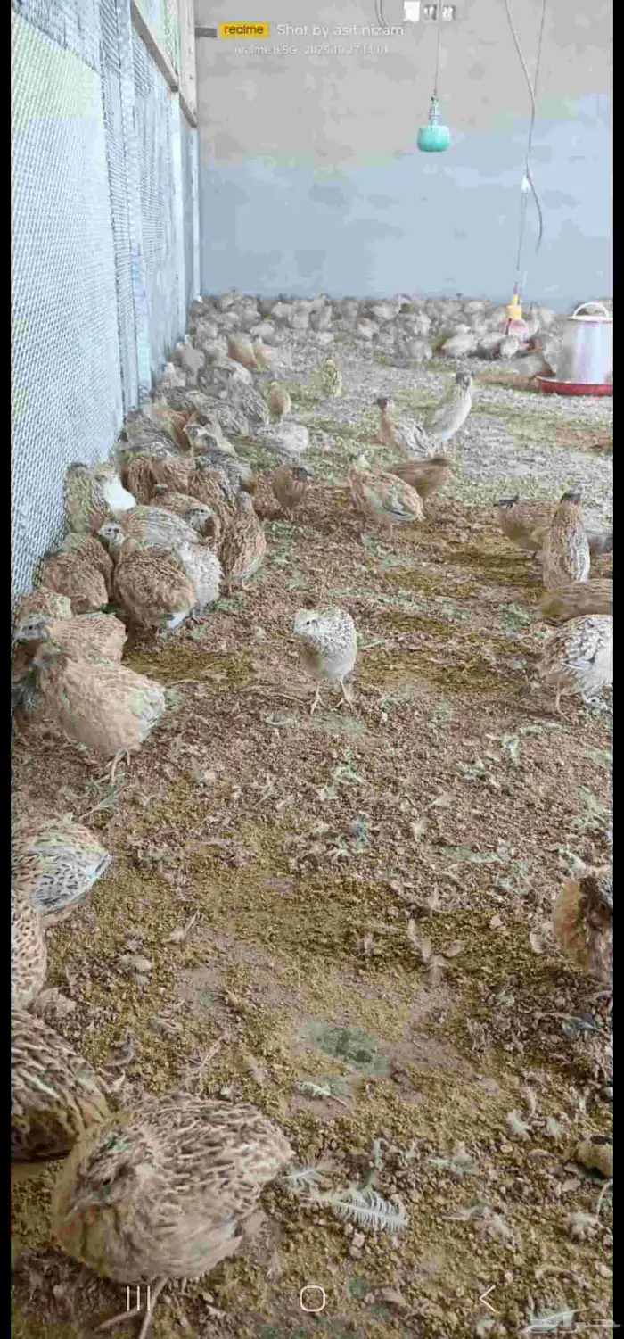 سمان كريمي سوبر جامبو مذبوح 1