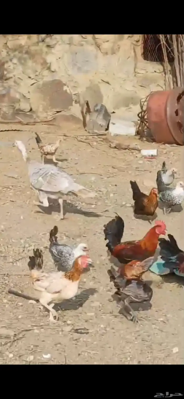 دجاج للبيع 1