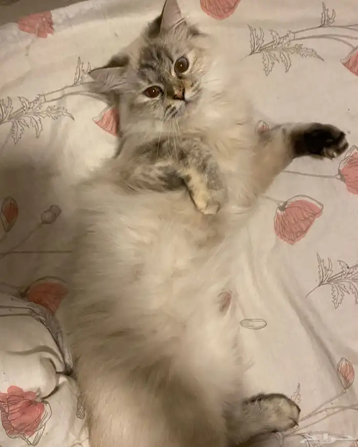 قطط للتبني 1