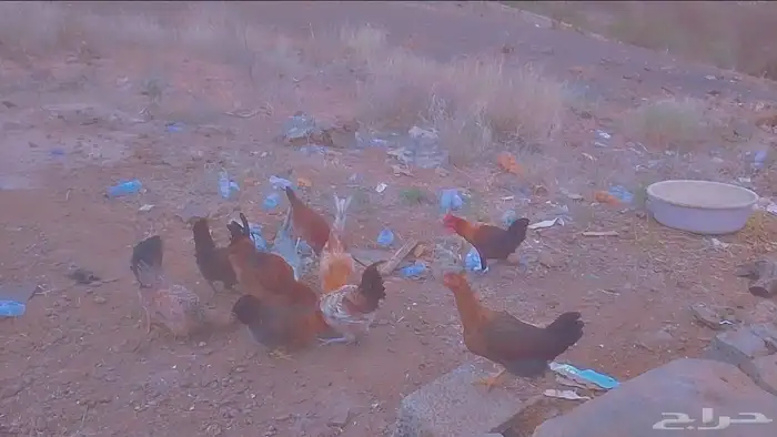 دجاج للبيع العدد 10 دجاج 5ديوك5 0