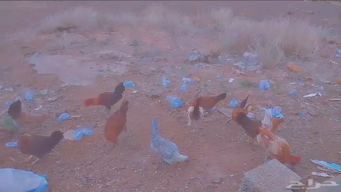 دجاج للبيع العدد 10 دجاج 5ديوك5 1