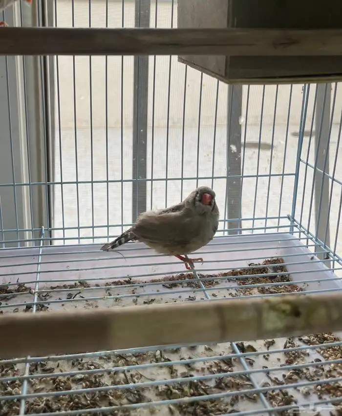 زيبرا ذكراسترالي وانثتين هولندي 2