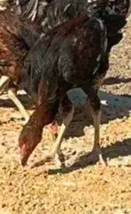 ديك ودجاجة باكستاني سندي أصيل العمر  خمس شهور ونص للبيع 0