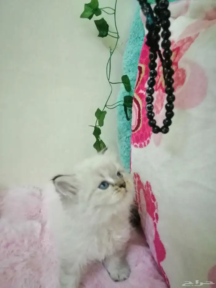 كتن هملايا سلفر انثي 0