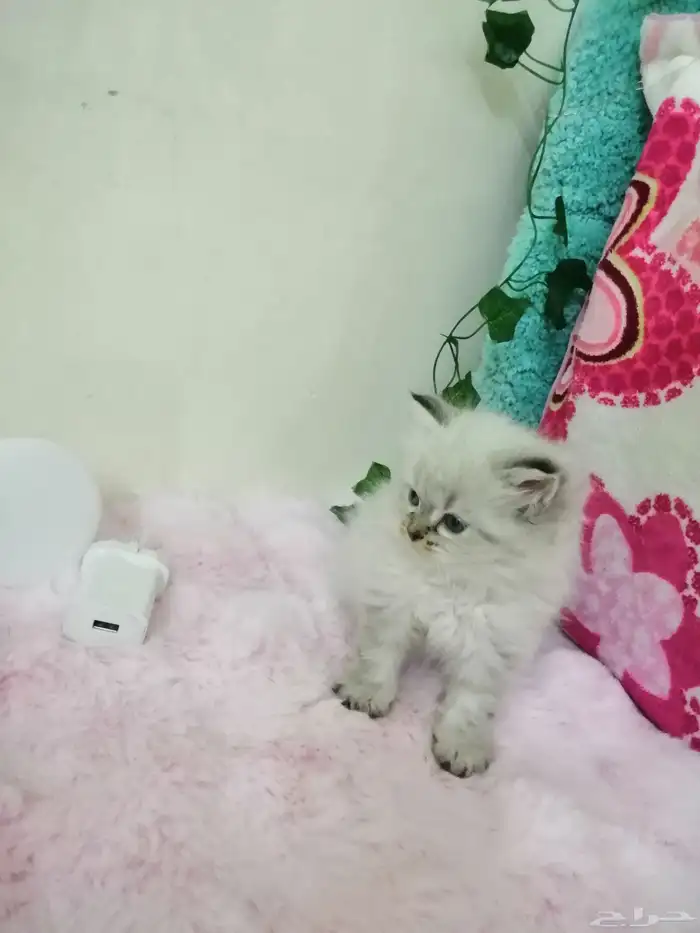 كتن هملايا سلفر انثي 3