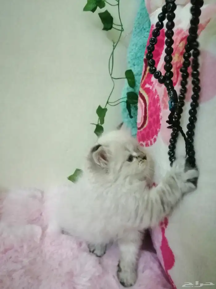 كتن هملايا سلفر انثي 1