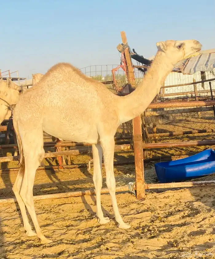 بنت مبلش ولد سهم 0