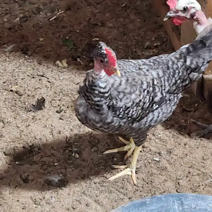 دجاج بحريني وديك 1