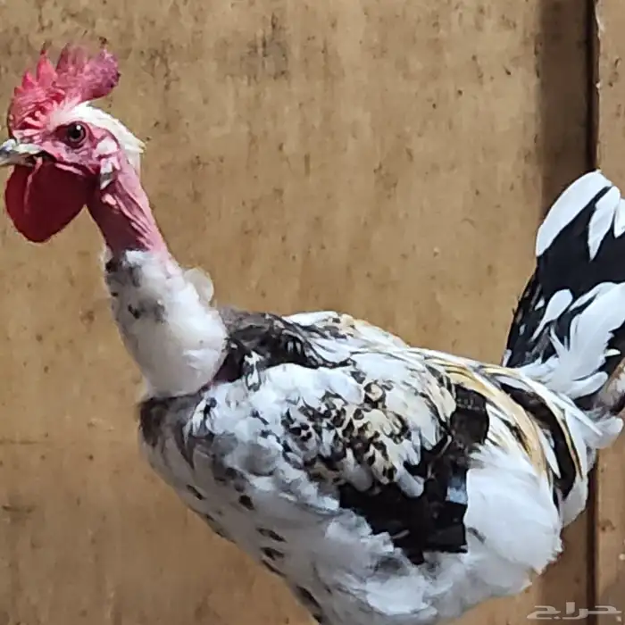 دجاج بحريني وديك 2