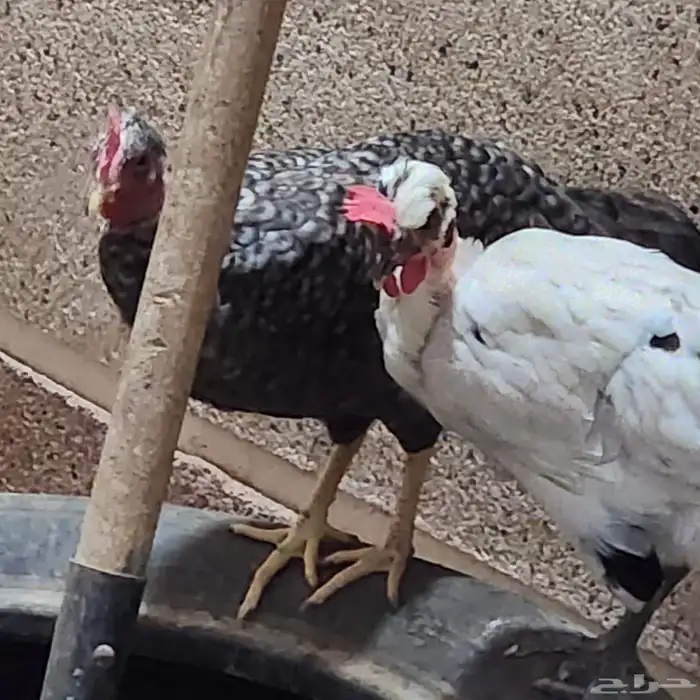دجاج بحريني وديك 4