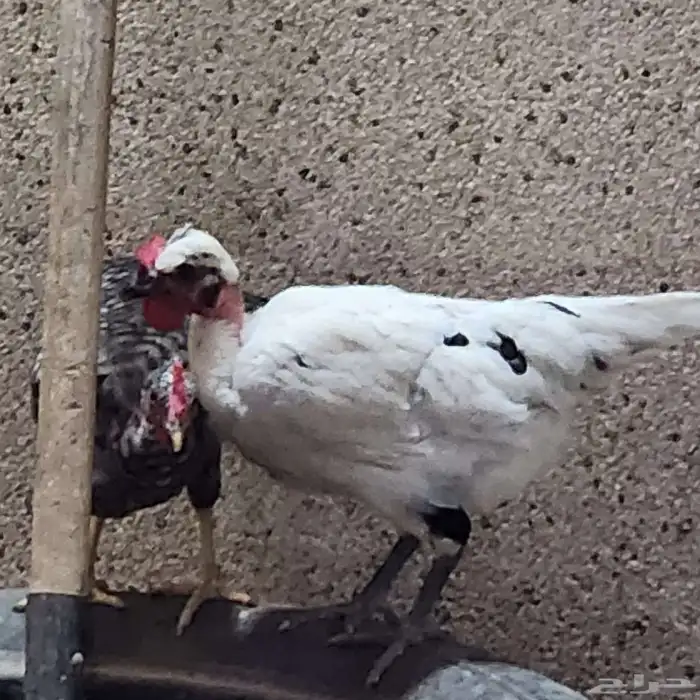 دجاج بحريني وديك 3