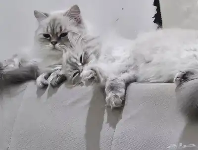 قطتين اناث للبيع index