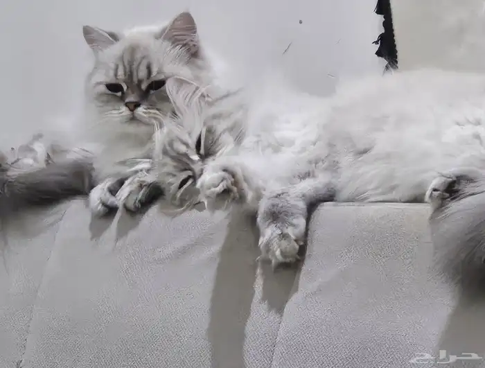 قطتين اناث للبيع 1