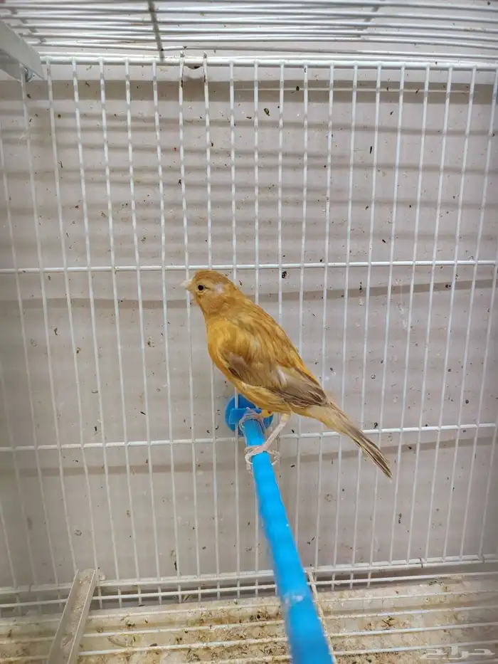 جوز كناري منتج معاه فرخين اللون مشمشي ماوردي 4