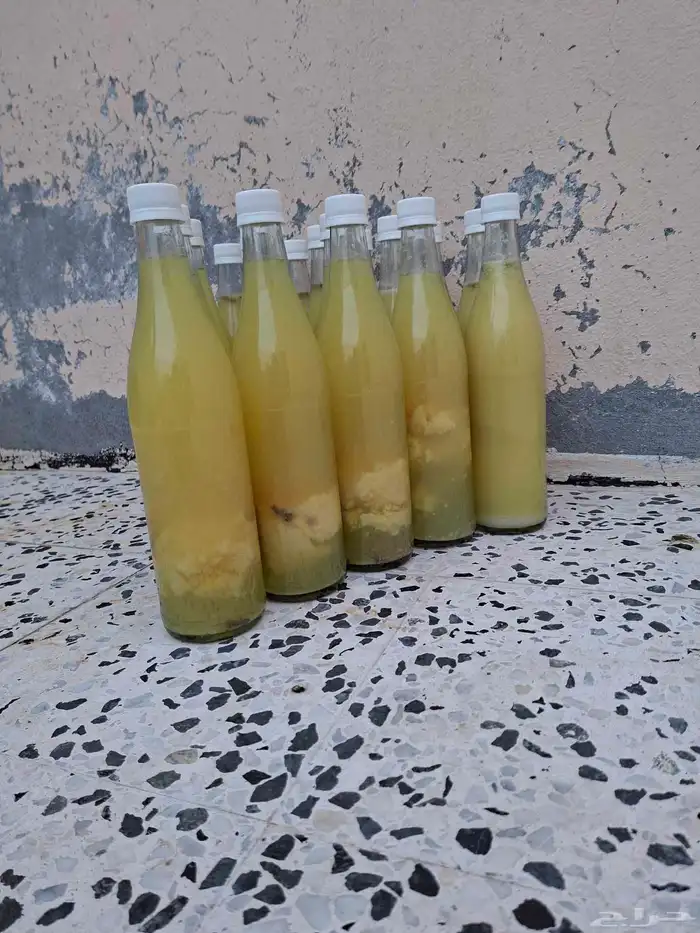 للبيع ليمون حساوي 3