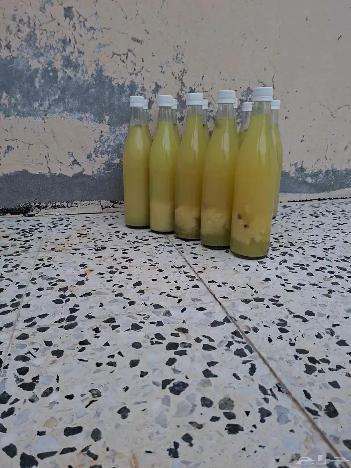 للبيع ليمون حساوي 4