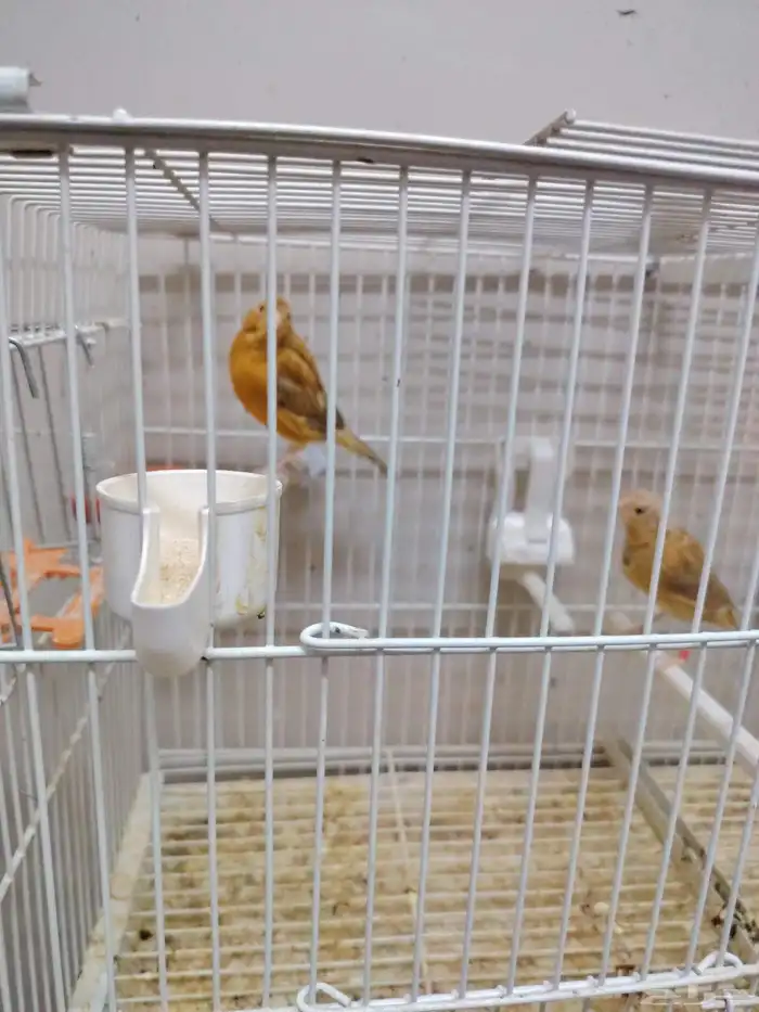 جوز كناري منتج معاه فرخين اللون مشمشي ماوردي 0