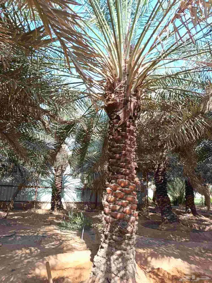 توريد جميع انواع النخل 3