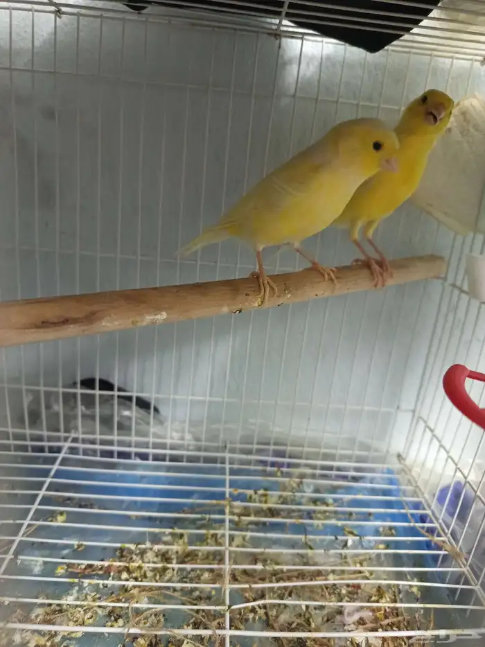 زوجان من طيور الكناري الطائر جاهزان للعش 0