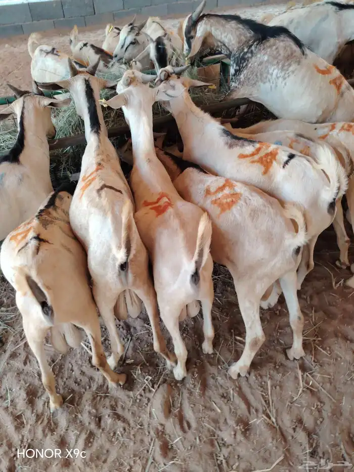 تيوس وبرابر صومالية نقاوة اوزان طيبة وجودة وسعر ممتاز 8