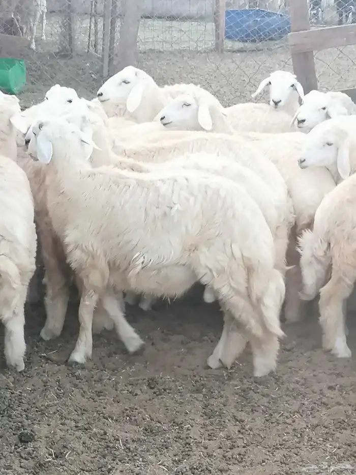 طليان ورخال للبيع 7