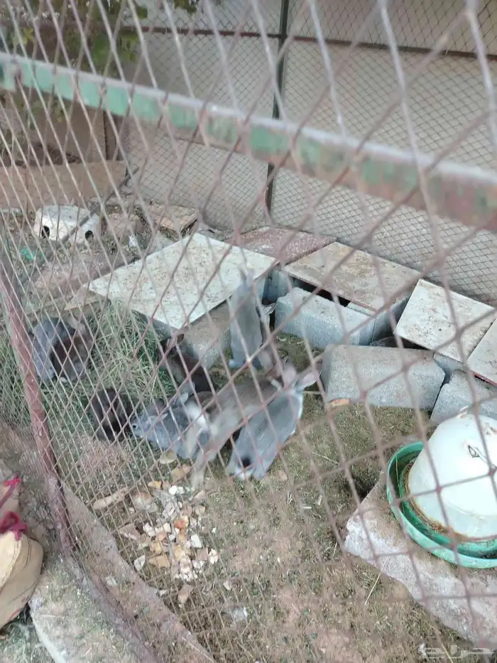 أرانب طيبه للبيع 0