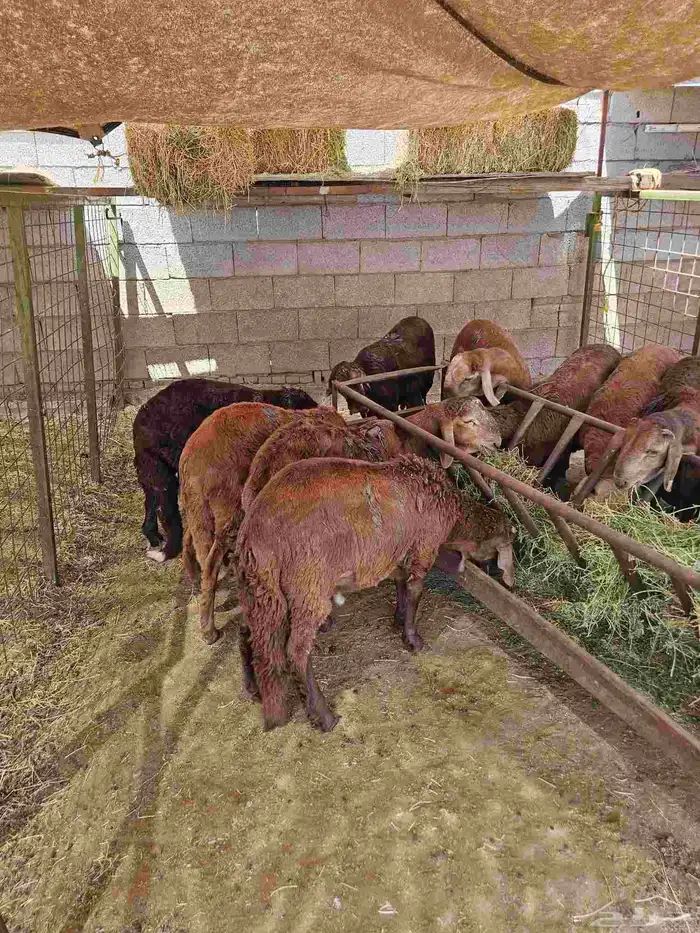 حري وسواكني ثلاجة ومناسبات 6