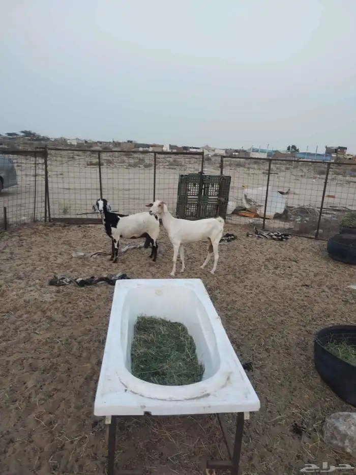 معزاء بيشية طيبة العدد 2 أسنانها جمع الديس نضيفة جرومها طيبة 0