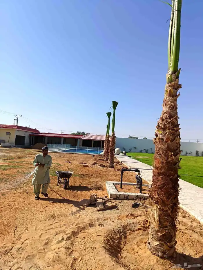 توريد جميع انواع النخل 1