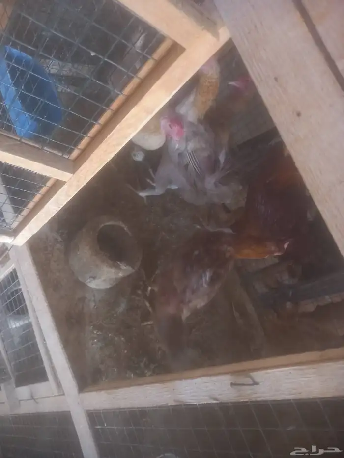 جده الخمره حلقه الغنم سوق الطيور 0