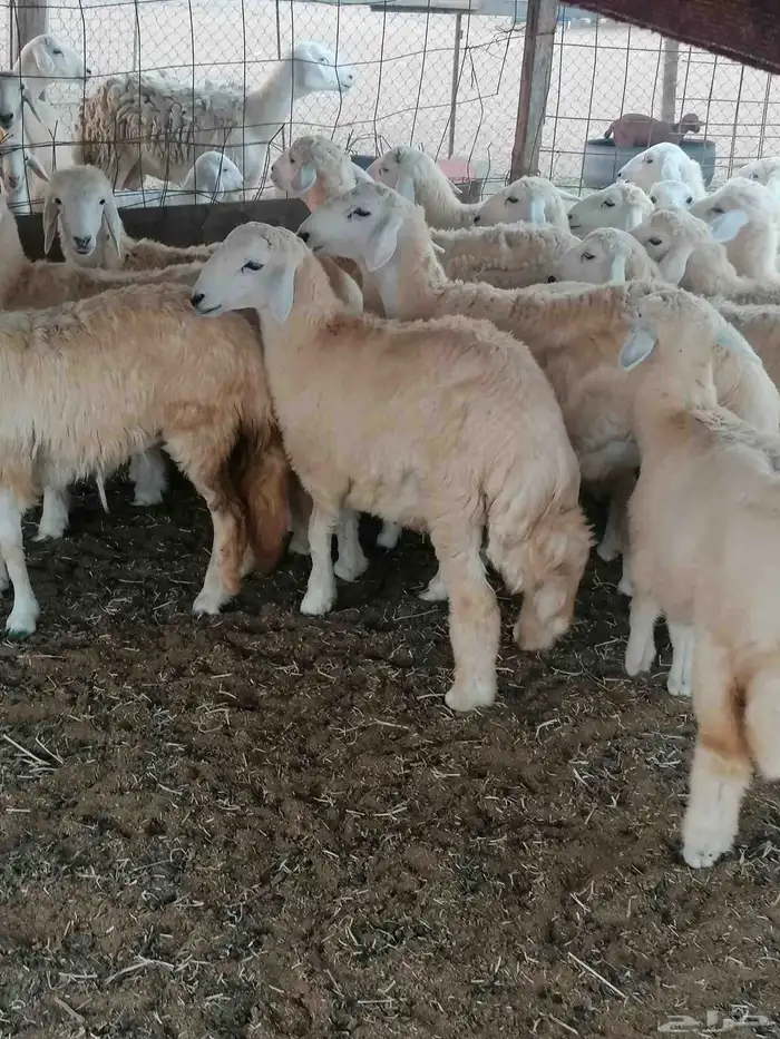 طليان ورخال للبيع 6