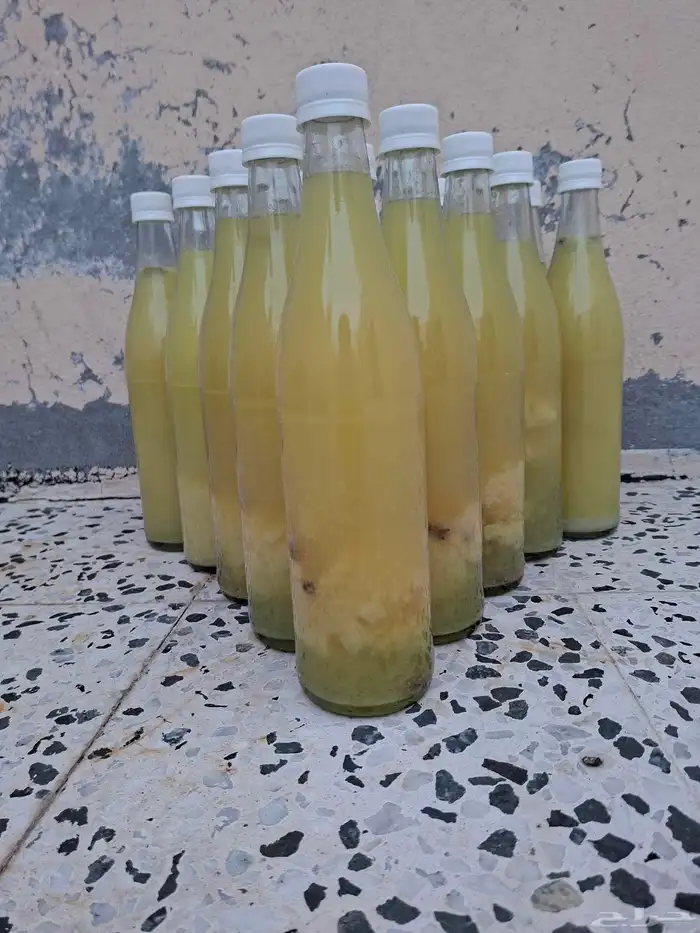 للبيع ليمون حساوي 0