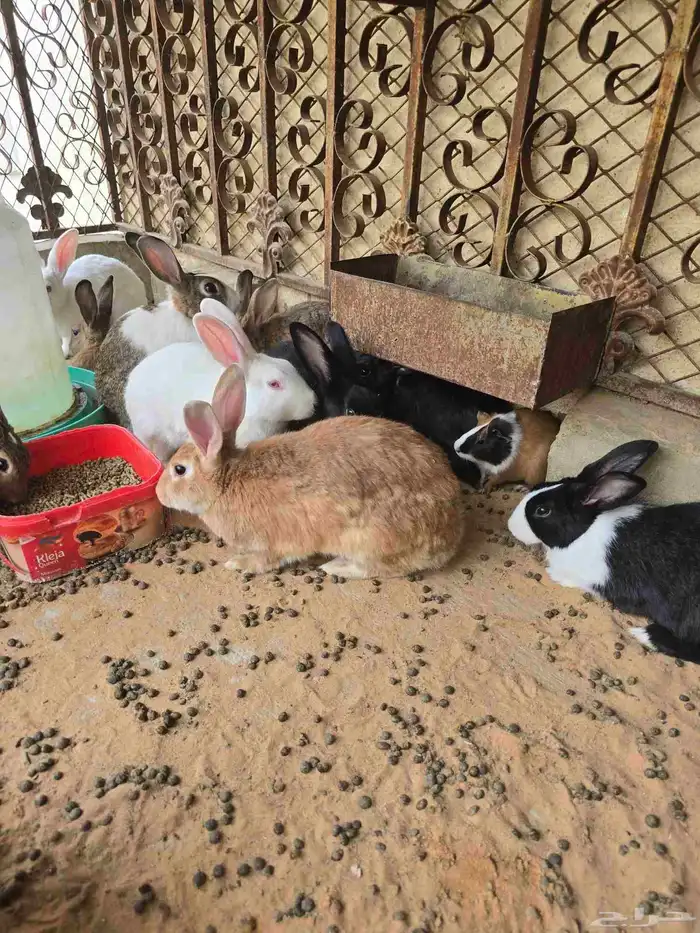 أرانب للبيع 4